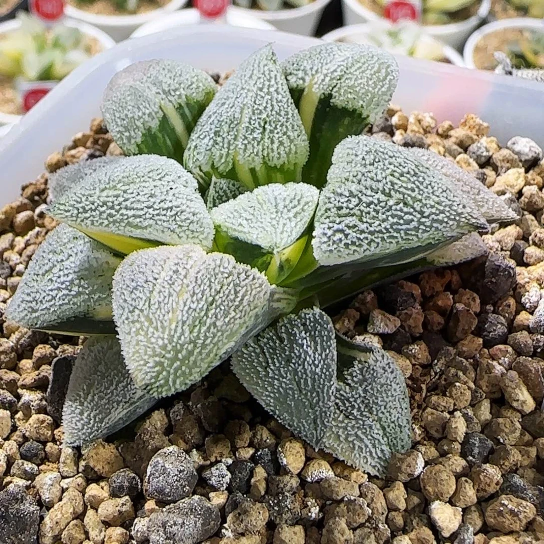 195号荻原磨面 锦5.5 厘米左右一物一拍带盆发货