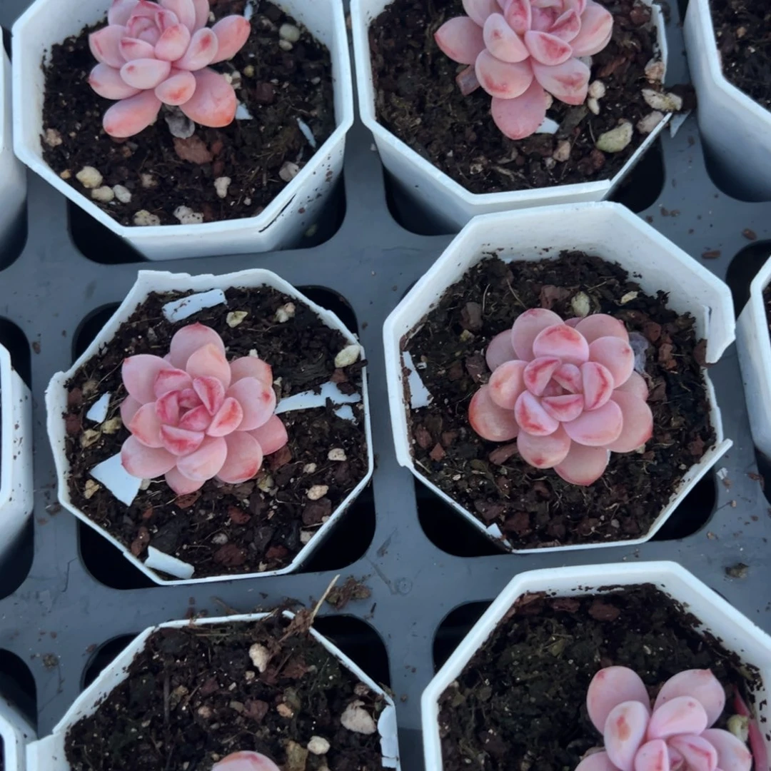 星星雪单头3cm到手1颗量拍多肉满18元包邮明天发货