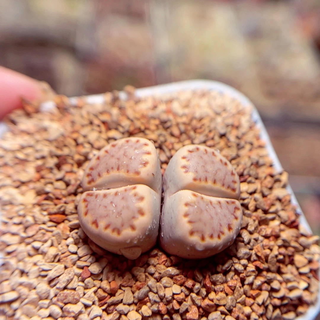 07号带盆盆包邮发货