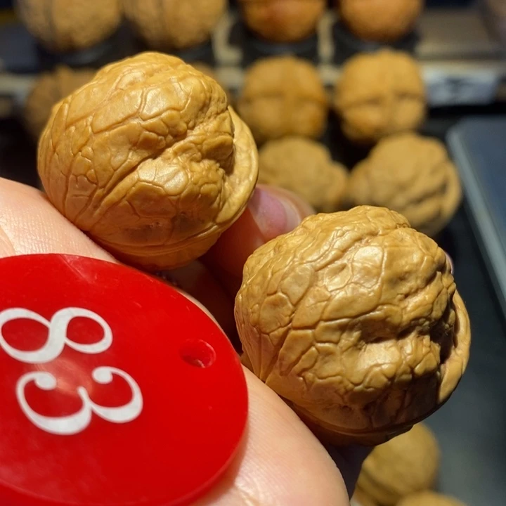 核桃小**沉金刚鹦鹉尺寸32