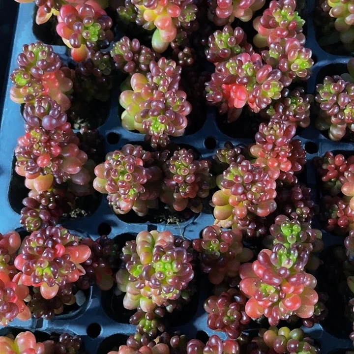 小浆果1元带土发