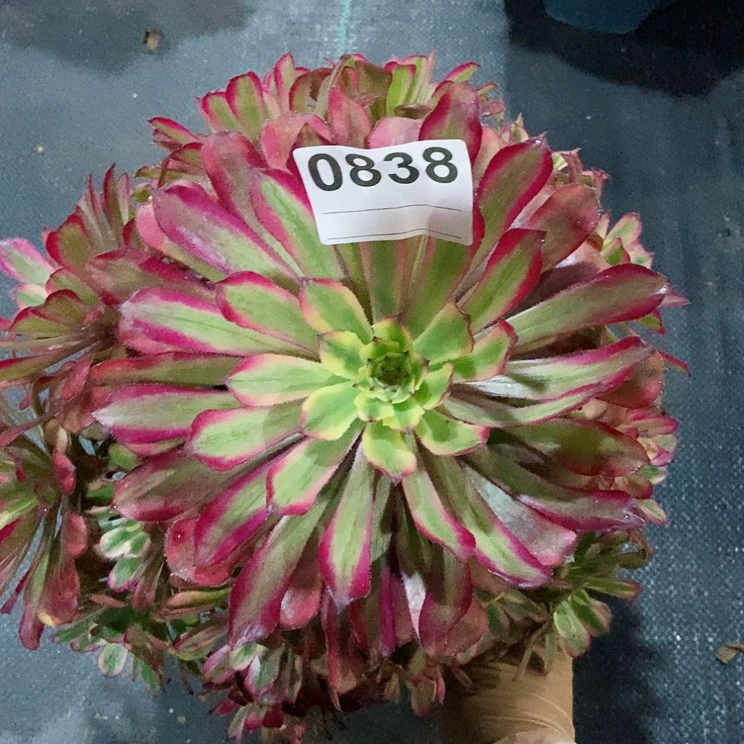 红陶0838红腹轮4多肉