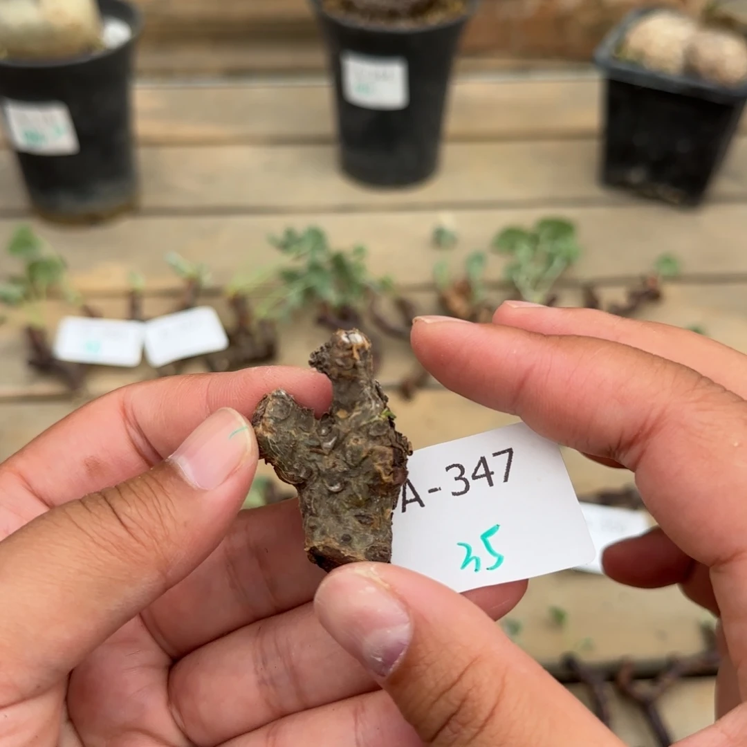 347白象断枝满50包邮