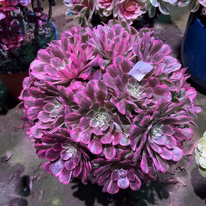 多肉植物霁月000187
