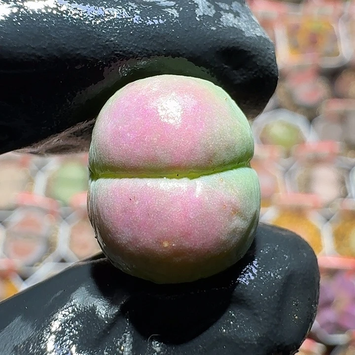 平***～生石花1111111。    515