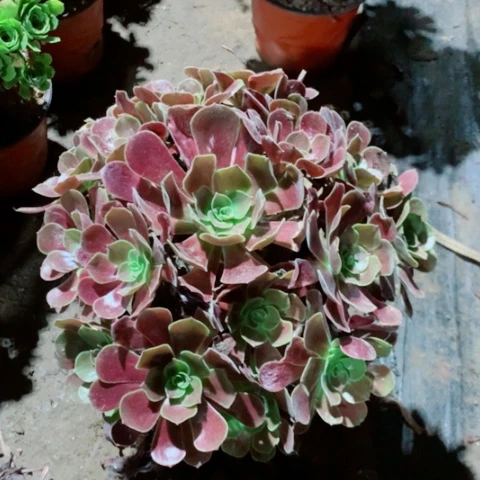 欧子多肉植物法师13号