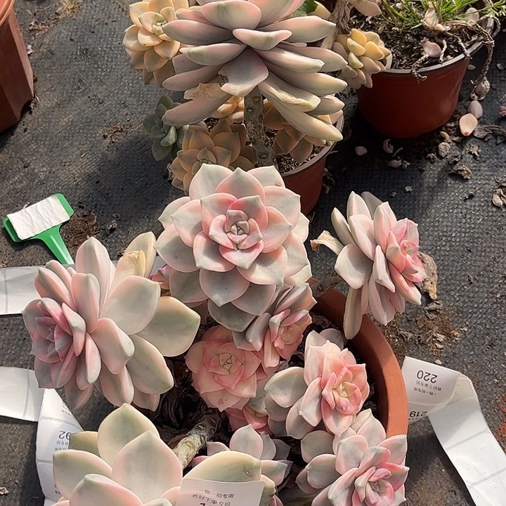 我***乖紫乐锦白皮复伦锦粉锦，一物一拍