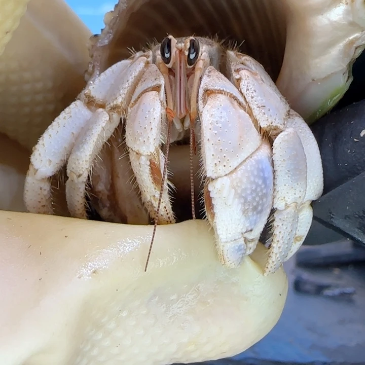 A36灰紫胖 灰白2.1cm口径