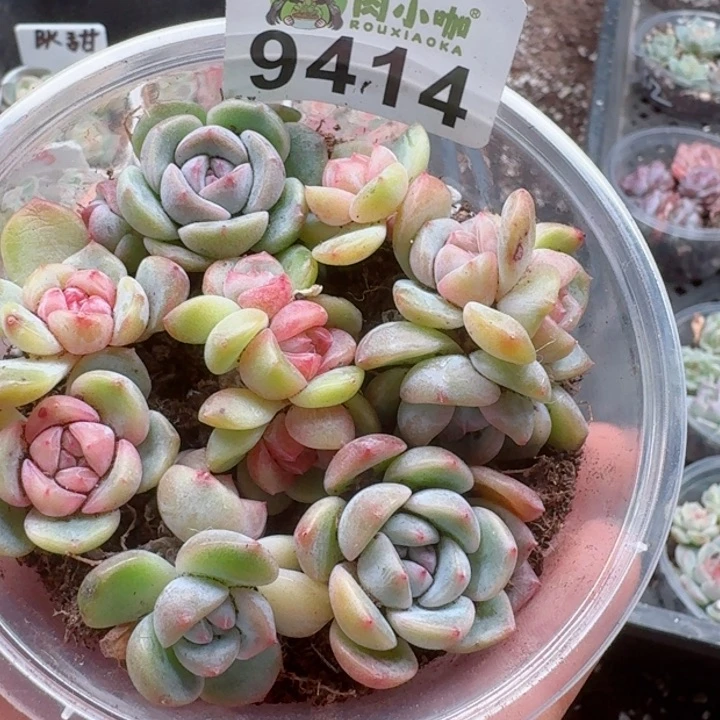 热***猫多肉植物多肉植物