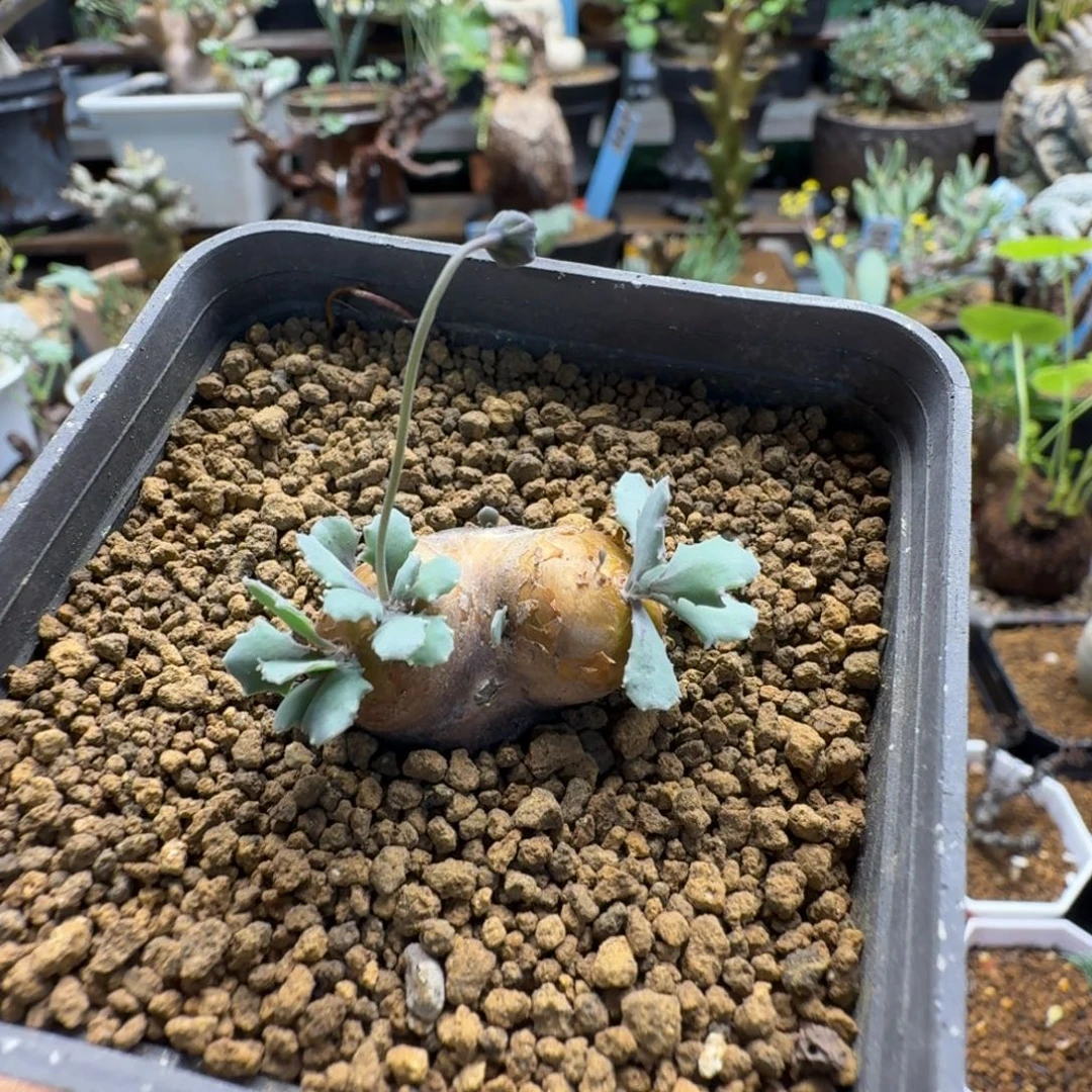 恢***恢格加厚墩菊019(产地