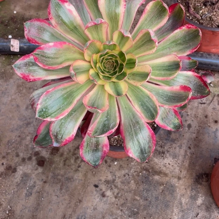 ****姐919烈焰多肉113456789