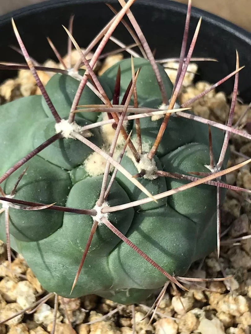 绯冠龙实生仙人球瘤玉属球体冠径4.5厘米多肉植物防辐射一物一拍