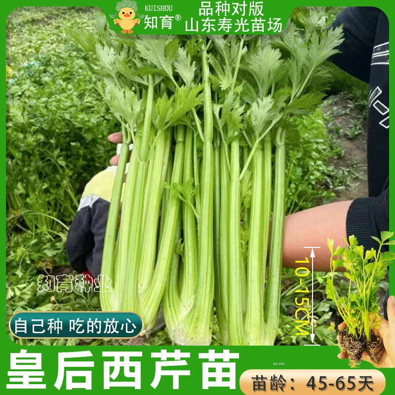 四季皇后芹菜苗西芹香芹高产四季春秋盆栽阳台基地直发耐热耐寒