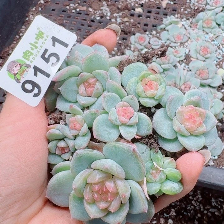 多肉植物多肉植物