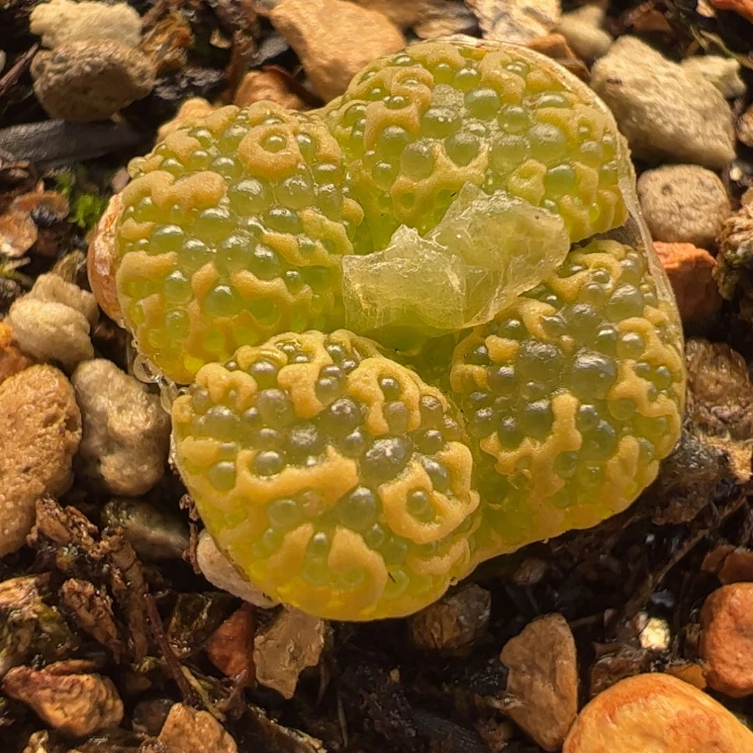 96多肉植物百科知识
