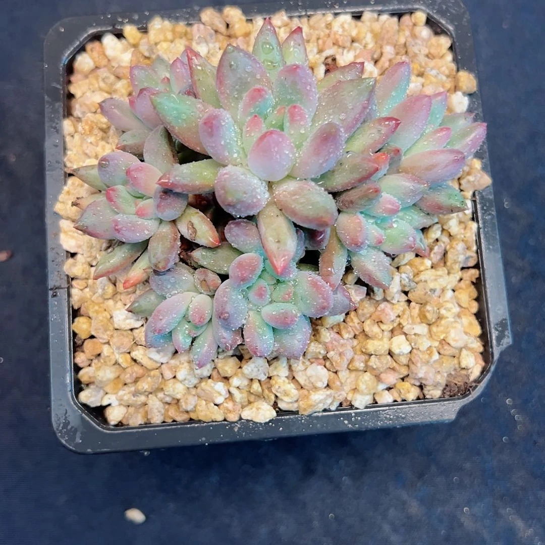 【闪购商品】无花朵车厘子福利