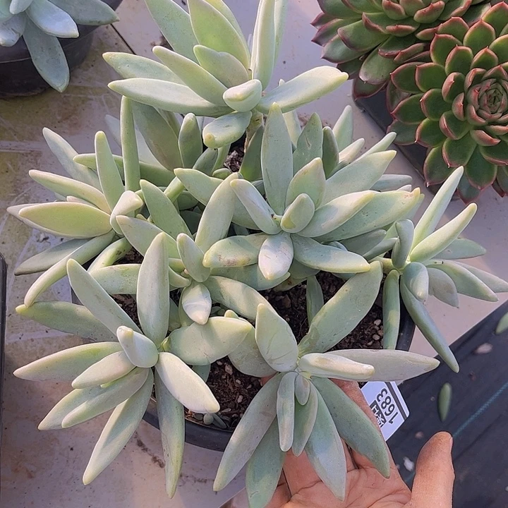 企鹅杂1683多肉植物