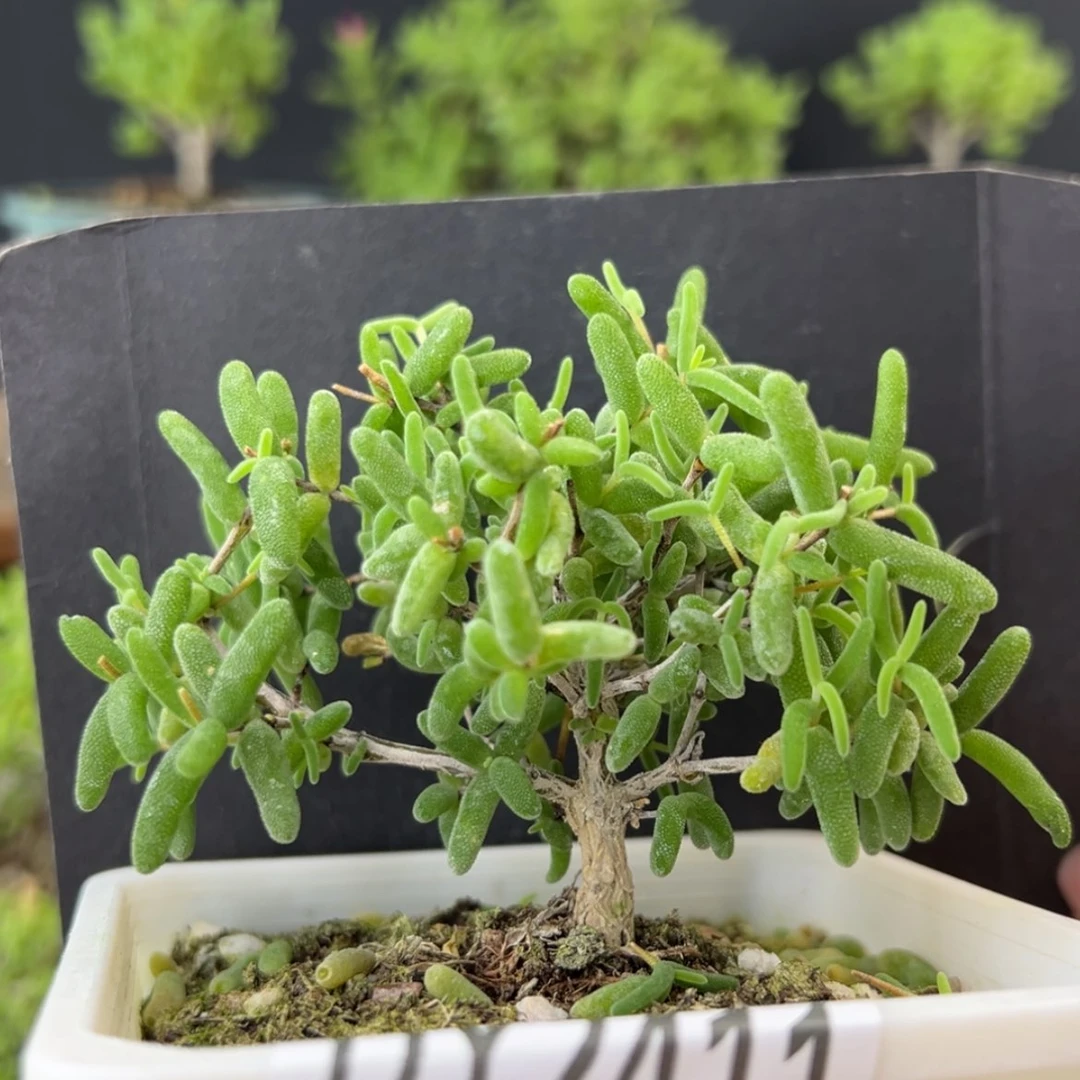 【闪购商品】dy2411彩虹卷锦冠幅8cm