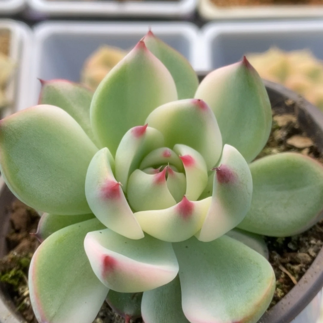 041锦锦锦锦锦锦锦锦锦