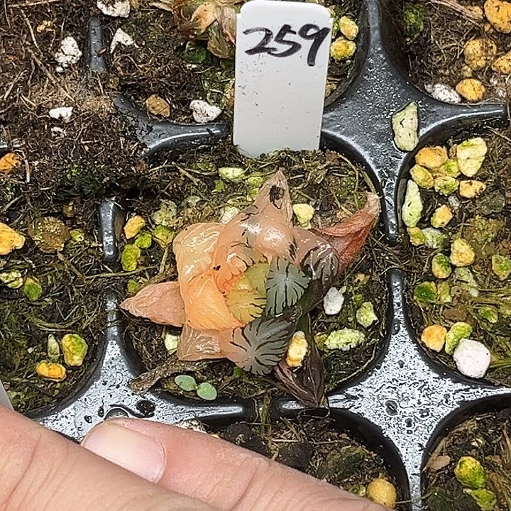 259冰灯玉露锦脱土发货