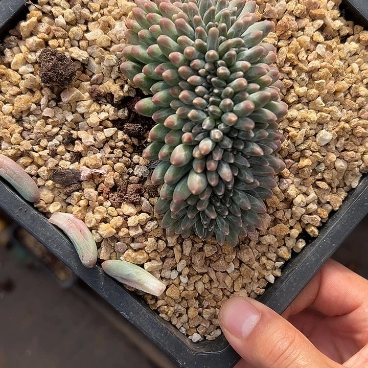 伊卡鲁斯群生缀化多肉