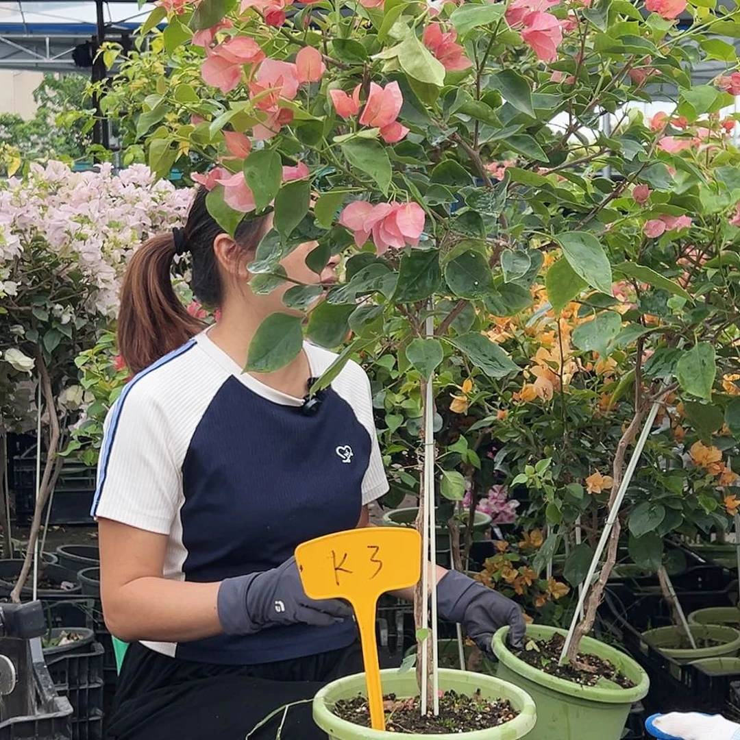 苏****大部分花苞少量开放K3不甜