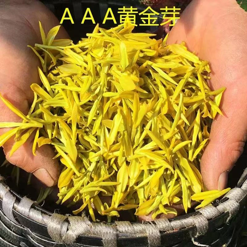 『新茶黄金芽补贴款』25新茶(浓香耐泡)口粮黄金芽/100g茶叶绿茶