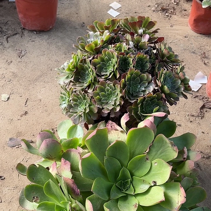 2棵玫瑰玫瑰玫瑰玫瑰