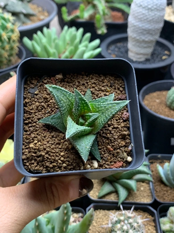 实生短丸叶黑王寿杂尤叶风车 一物一拍包邮非