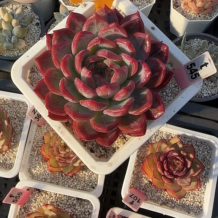 ****蓉61红鸾多肉植物高货