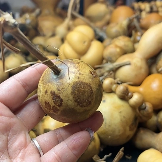 二*月葫芦葫芦葫芦葫芦
