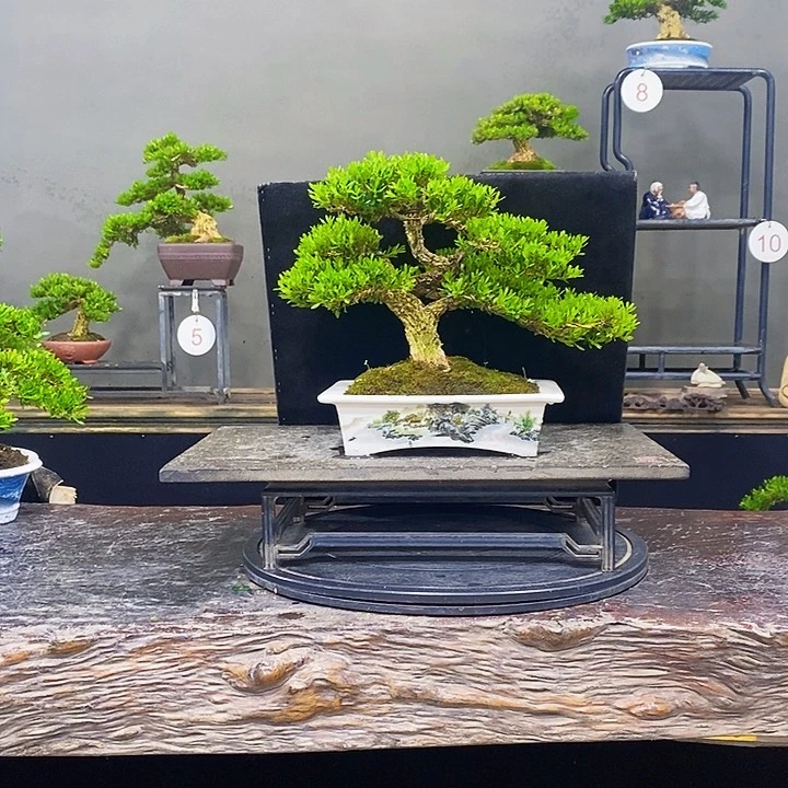 无花朵黄杨盆景四季常青不落叶