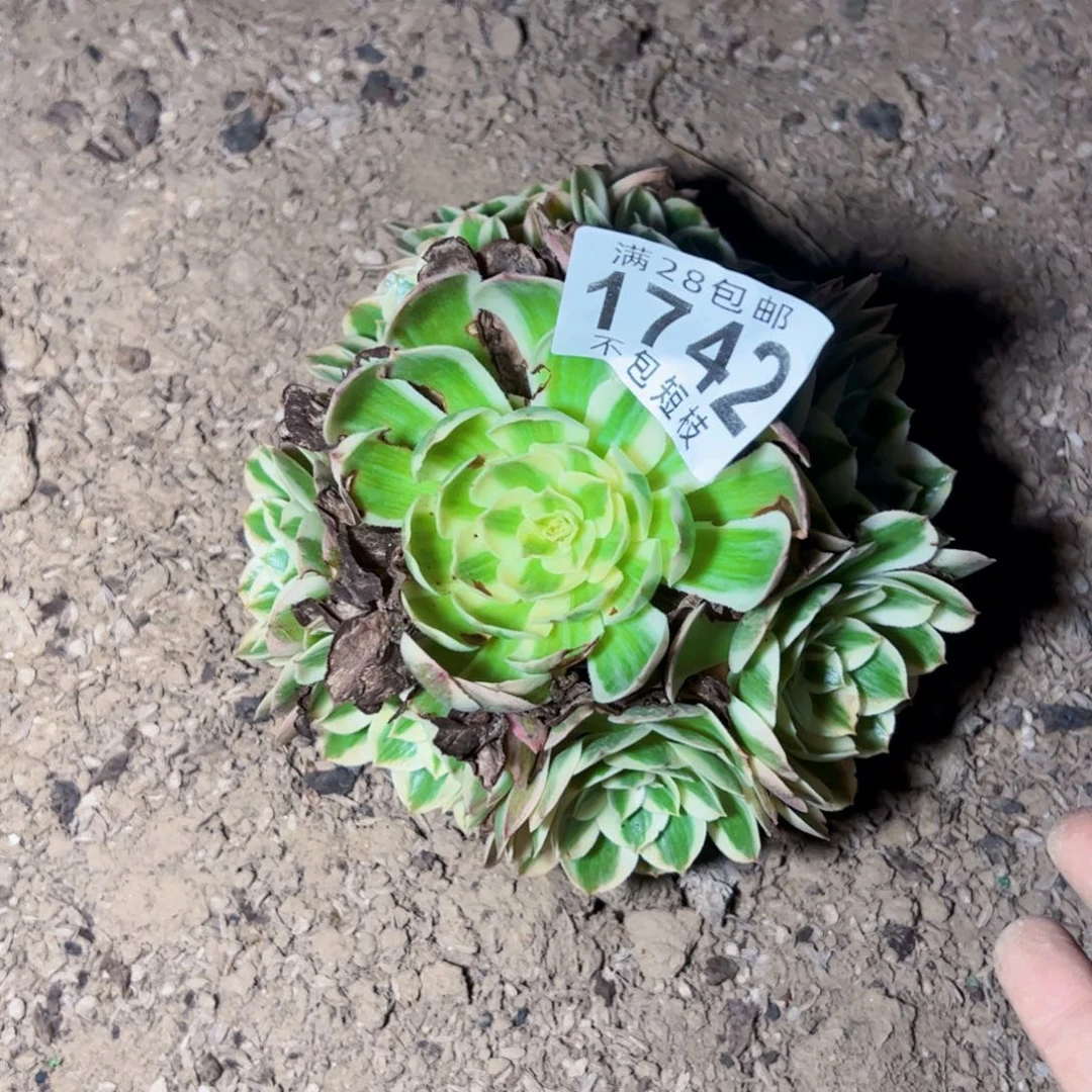1742多肉植物法师瑶光