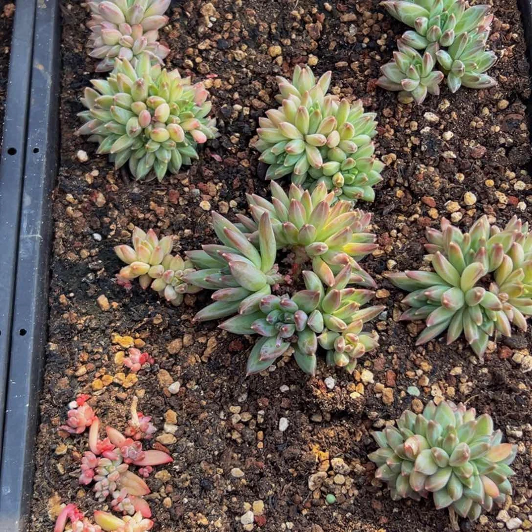 7颗美人系列多肉植物