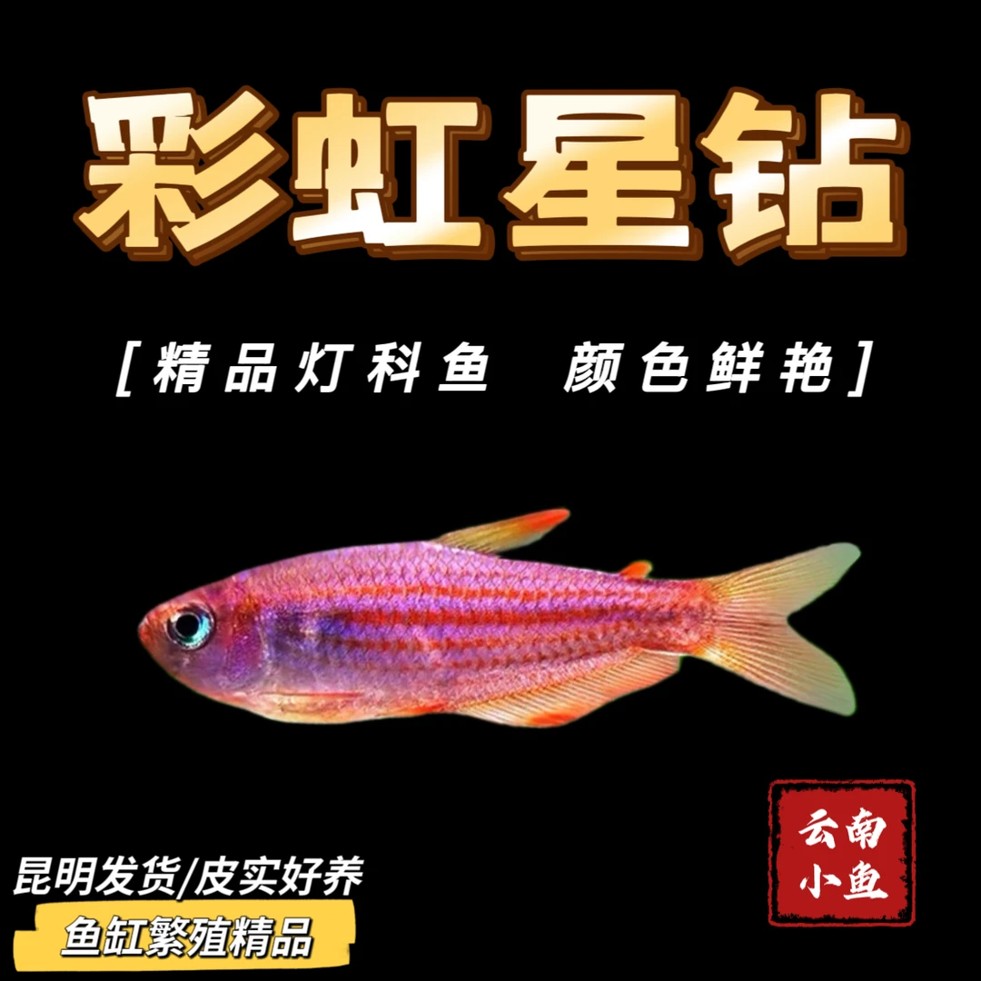 鱼缸繁殖精品彩虹星钻灯鱼南美热带观赏鱼淡水活体草缸群游鱼