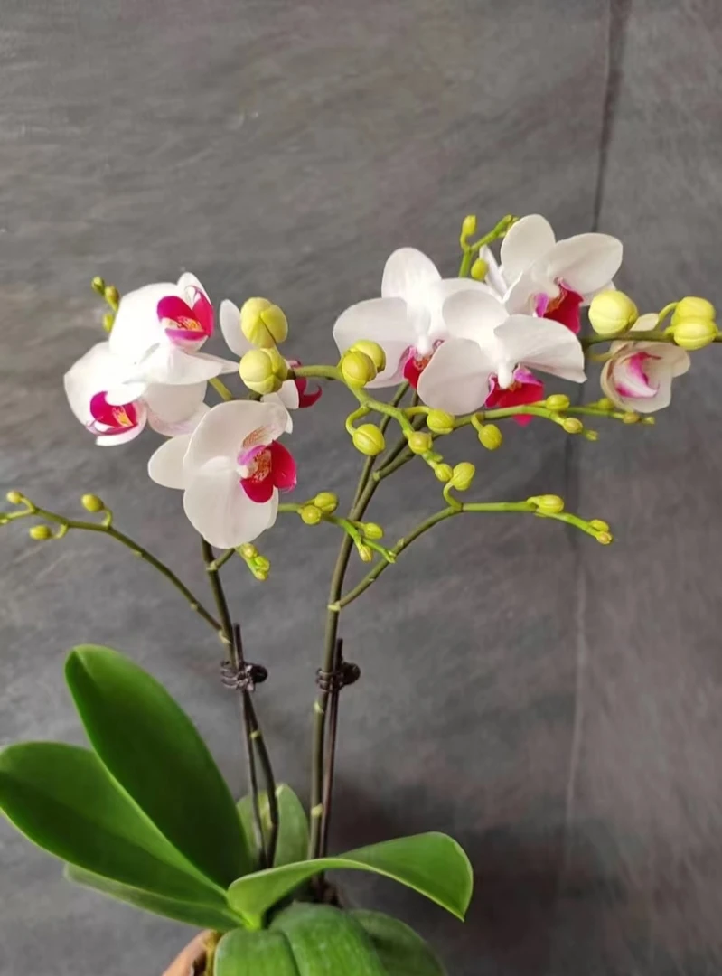 【乌市发货，全疆包邮】3.0 寸加高 避风港双剑蝴蝶兰大花带花苞