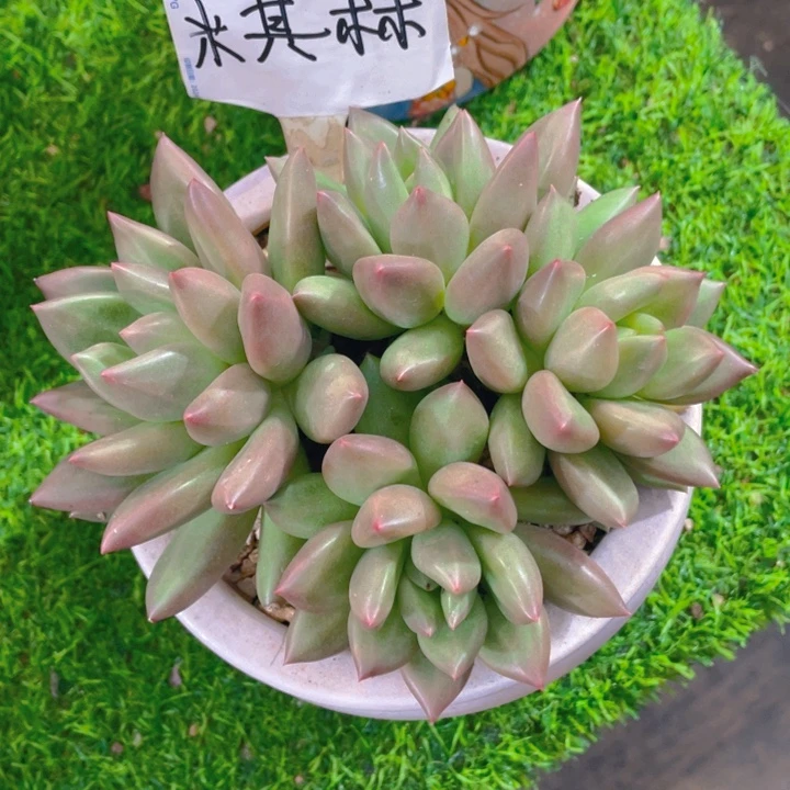 谢谢你的支持000000048