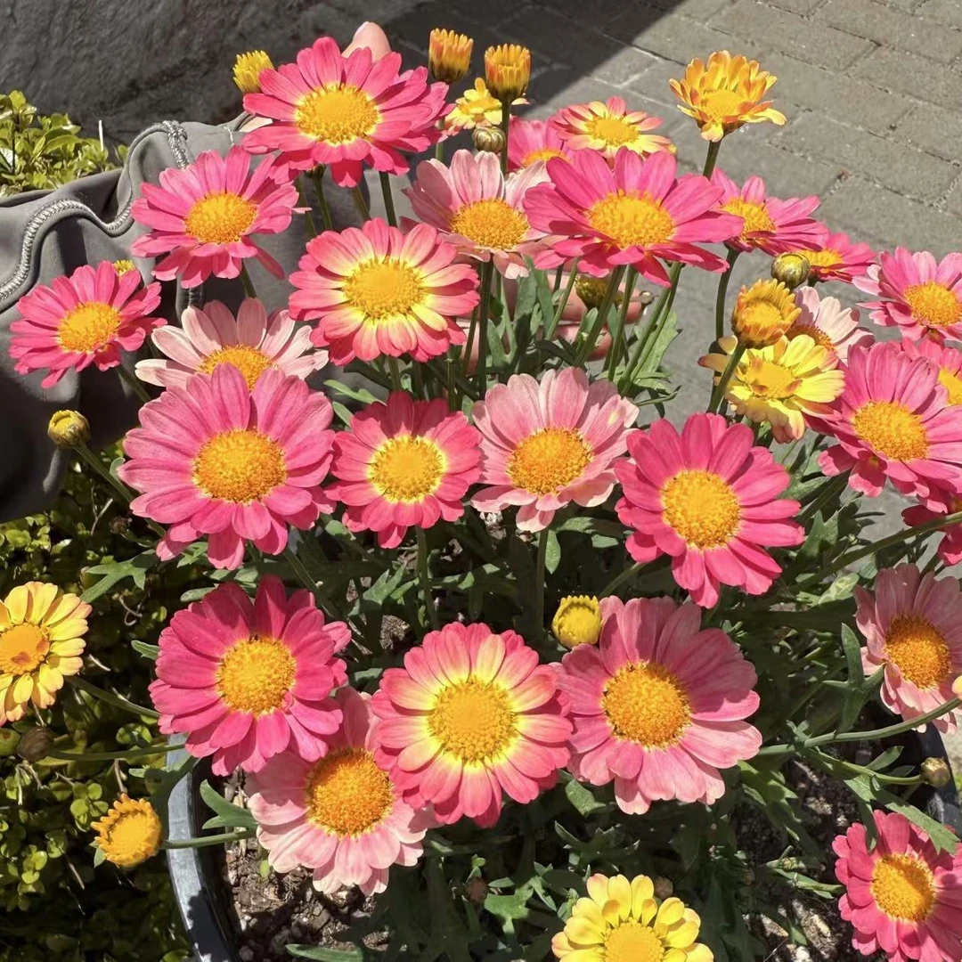 玛格丽特【小饼干】加仑盆菊花盆栽多年生易爆花新手易养护喜阳植物