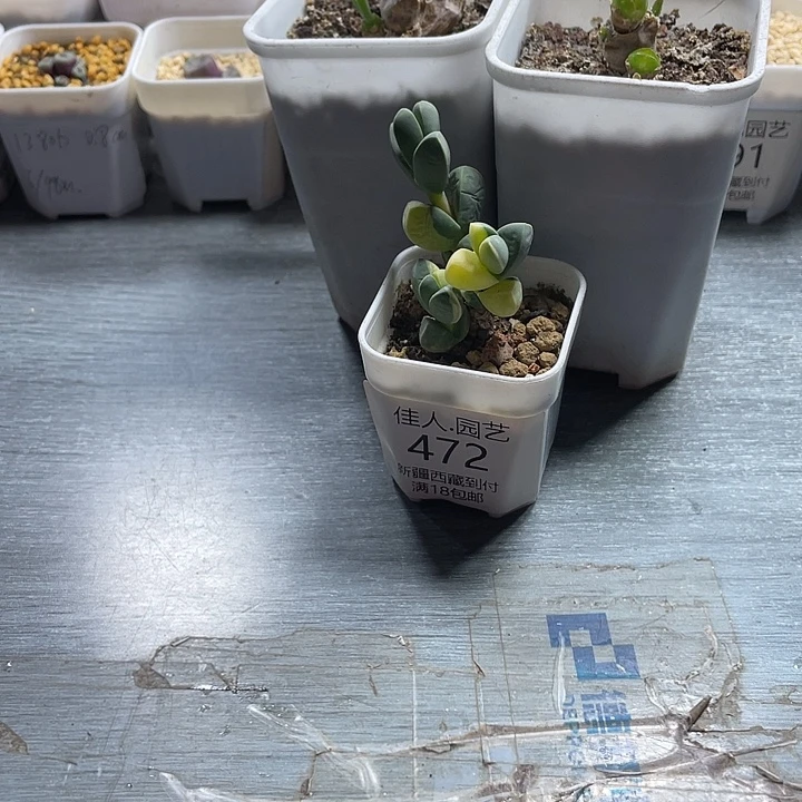 生***铁佳人园艺多肉生石花472