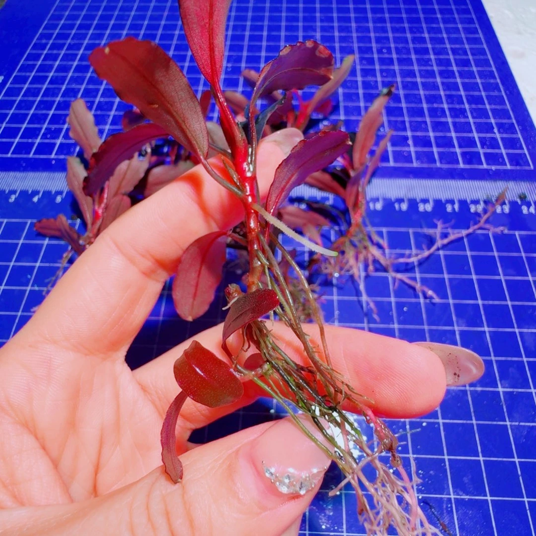 无花朵黑海福利价一头植物