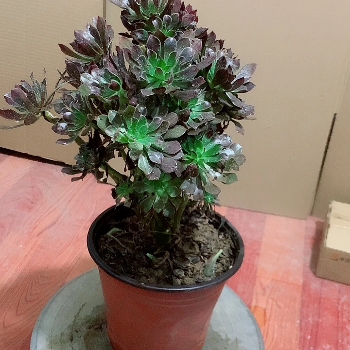 灰法师多肉植物法师1