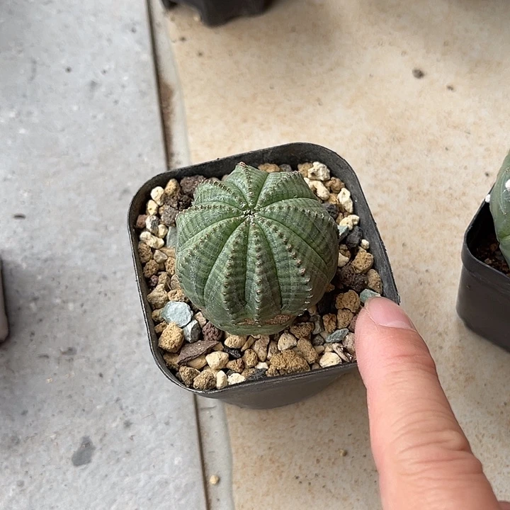 无花朵欧布一物一拍一物一拍下单包邮有瑕疵