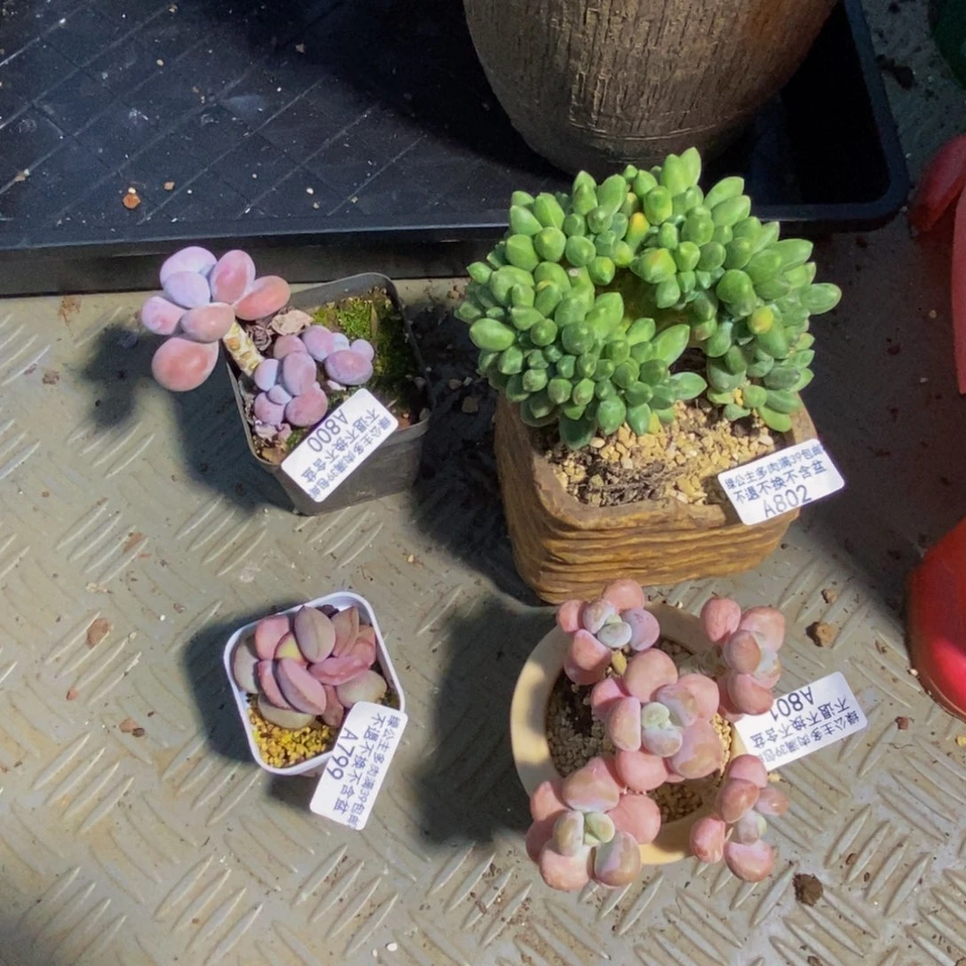 逆****共四颗802香蕉树801橘子香水800芭比奶799小红蛋