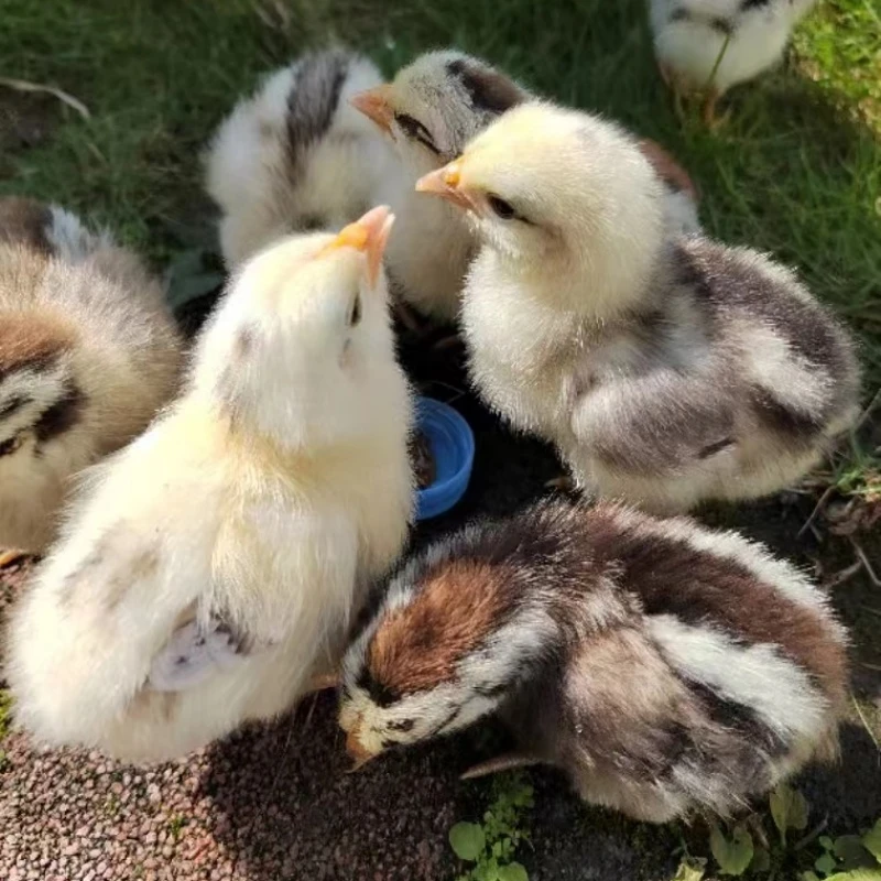 宠物幼苗鹊山鸡苗好看好吃能飞善跑包邮到家疫苗已做