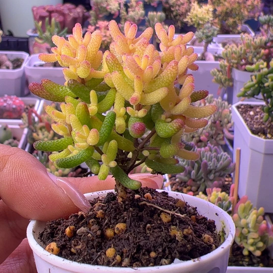 03开播福利多肉植物枝干假飞机猪