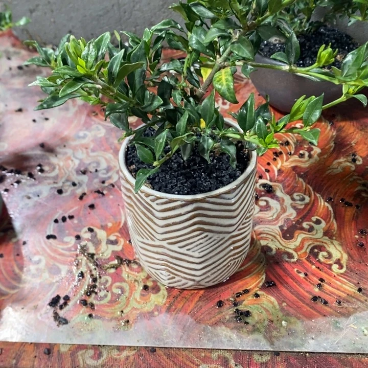 三***猪以实际为准退款拉黑拉黑45