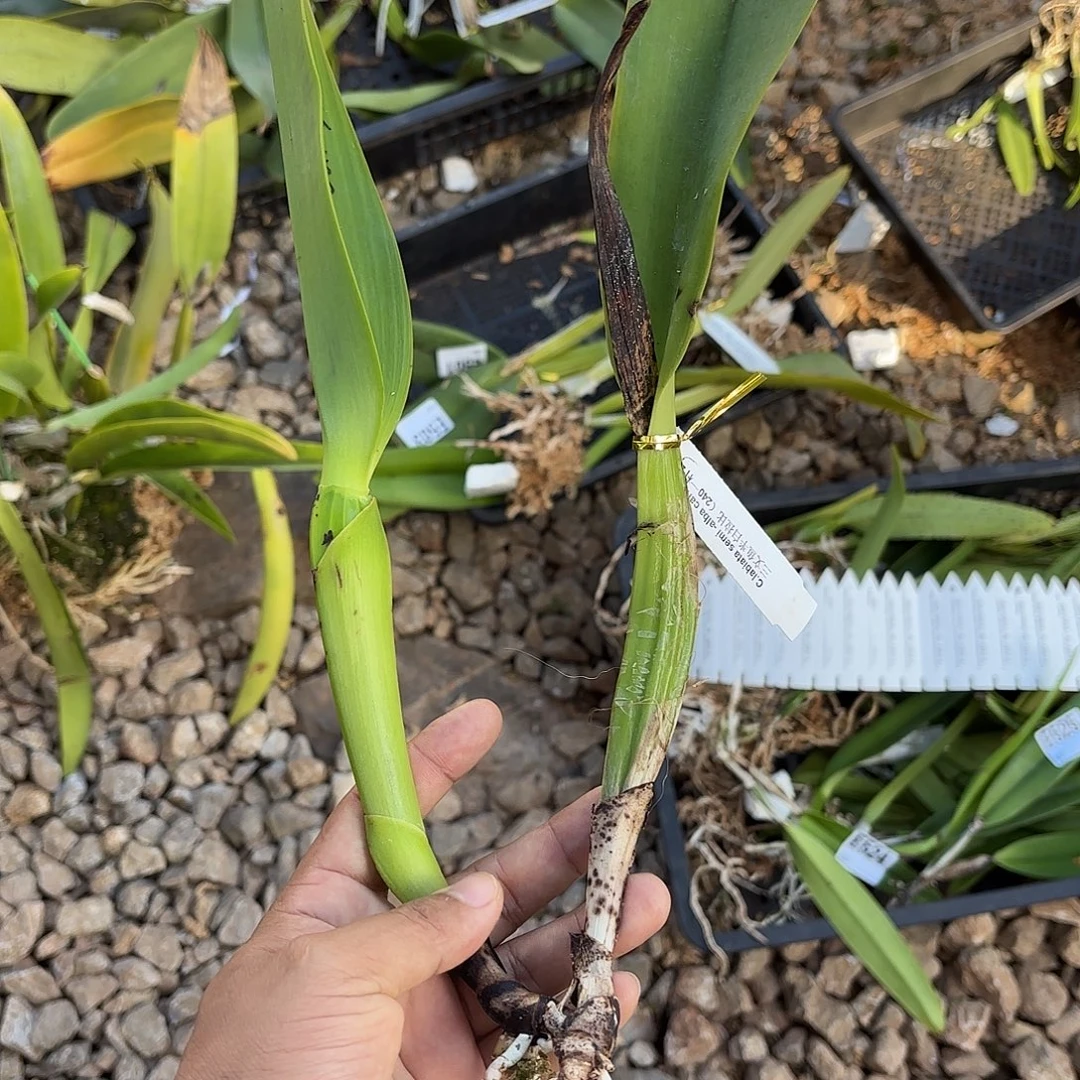 完全开放三文鱼半白拉比