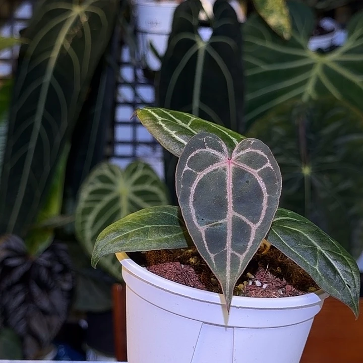 完全开放L144 紫水晶杂希望