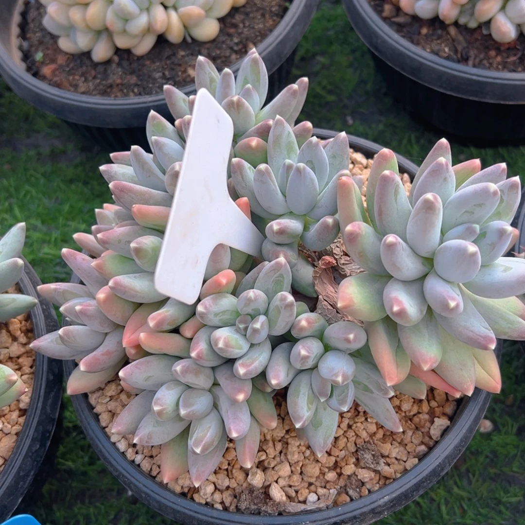 福利来啦来啦来了