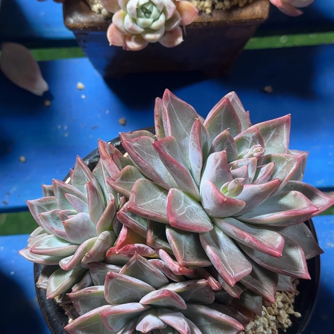 多个剧场vv好几年男男女女